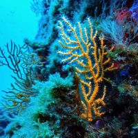 Entra en vigor el Tratado de Biodiversidad en Alta Mar con la ratificación de 83 países