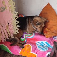 Perrito callejero “Stich” murió tras ser golpeado por robarse un pan en Chilpancingo (Videos)