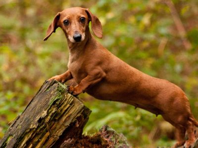 Curiosidades del Salchicha: el perro que es tan simpático como "terco" y al que todos quieren como mascota