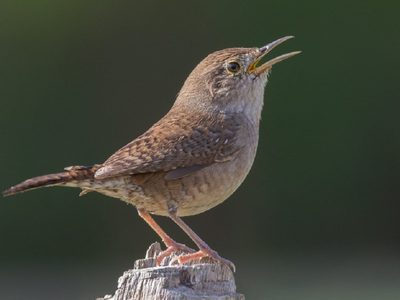 Curiosidades de la Pititorra: el ave chiquita que enamora con su canto y que te ayuda a cuidar tu jardín