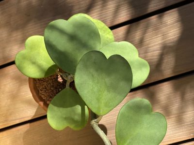 La suculenta con hojas en forma de corazón que es tendencia en decoración y que vas a querer tener en tu living