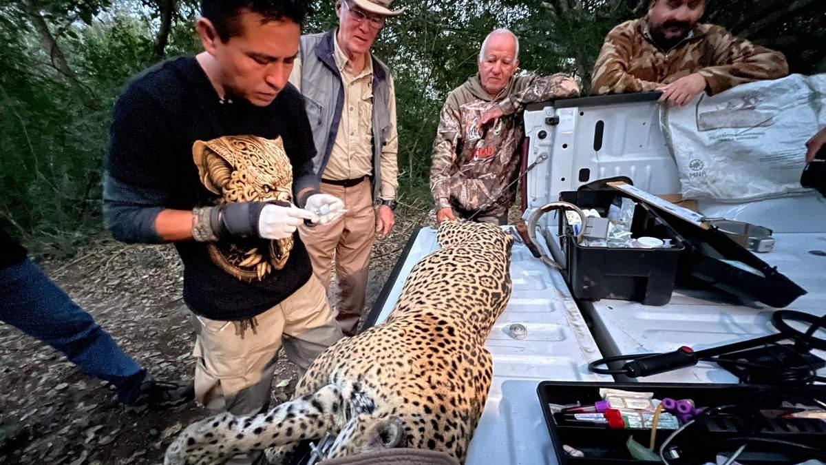 Impulsa Tamaulipas conservación del jaguar con estaciones de fototrampeo