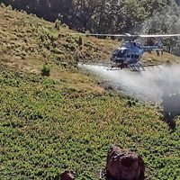 Paraquat, el arma de Sedena contra narcocultivos