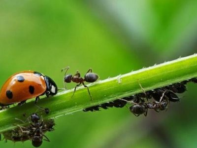 No mates a este insecto porque puede ser un verdadero tesoro para tu hogar