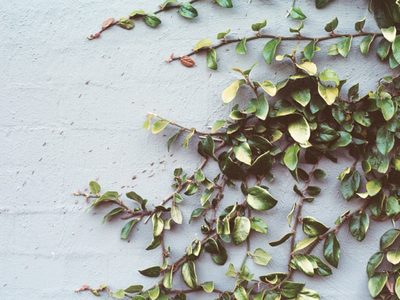 Plantas: 3 hermosas enredaderas fáciles de cuidar y resistentes para tu patio