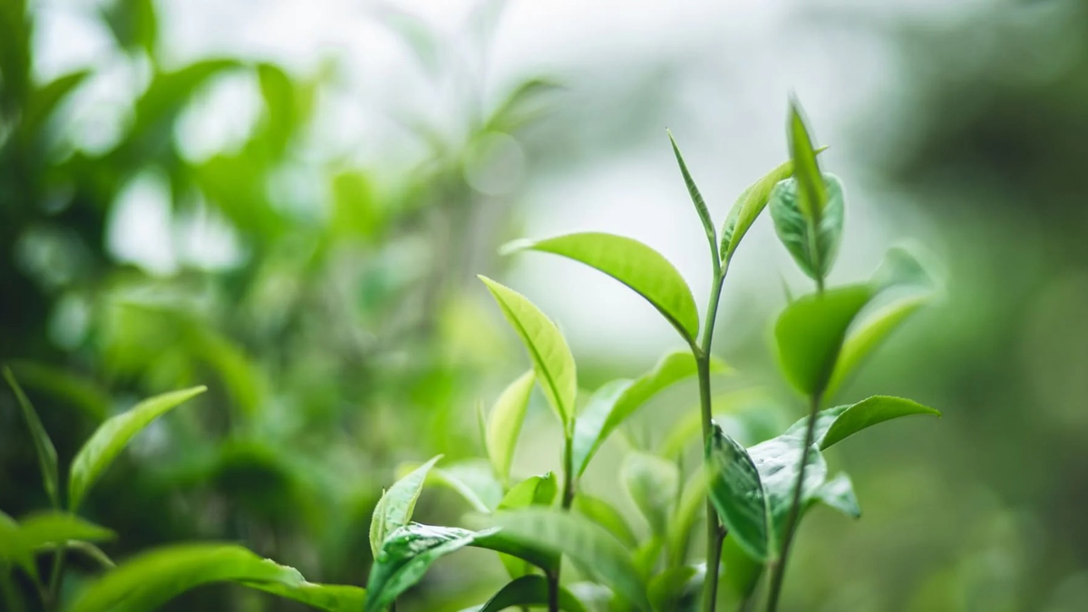 Plantas. Fuente: (Urbangreen Store)