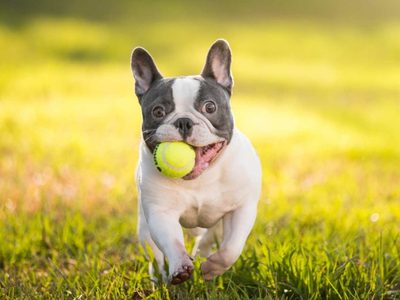 Curiosidades que muchos no conocen acerca del bulldog francés