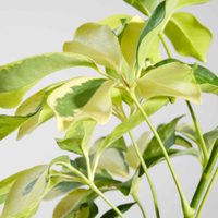La planta difícil de matar: es de interior o exterior, necesita poco riego y tiene hermosos colores