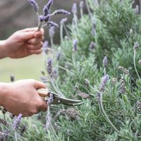 Esto es lo que tenés que hacer con tu planta de Lavanda en pleno invierno si querés que explote de flores