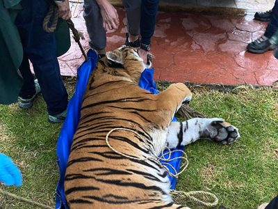 Incautan dos leones y dos tigres a contratista favorito de Omar Fayad
