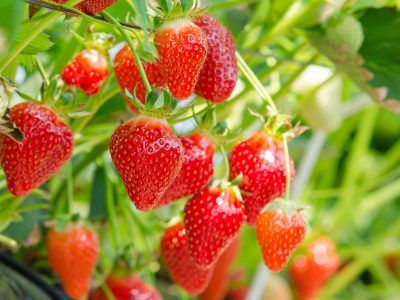 Cultivar frutillas en casa nunca fue tan fácil y económico: el truco profesional para no fallar en el intento