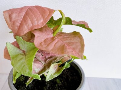 La planta pequeña con hojas en forma de corazón que es perfecta para canteros o macetas colgantes