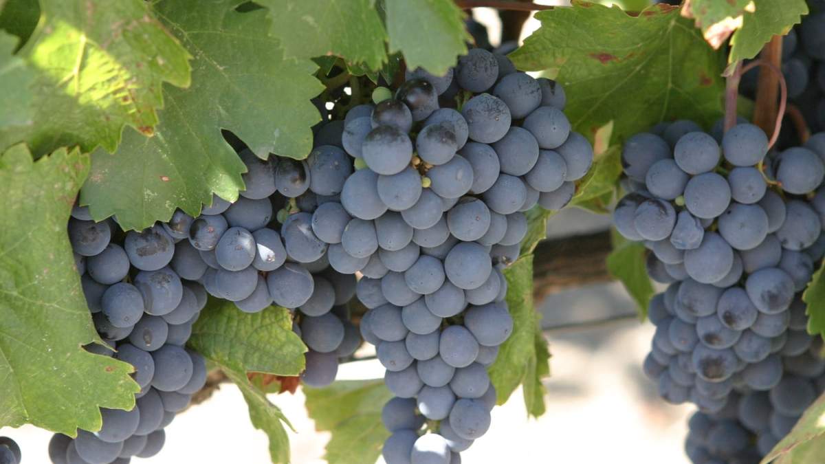 El buen Malbec depende de ubicación de vides. Fuente: (Twitter)