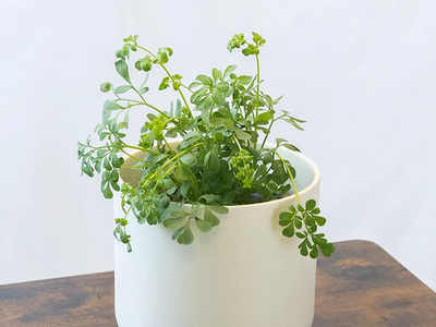 Si no sabés qué inventar para librar a tus plantas de los pulgones, enterate del valioso poder de la Ruda