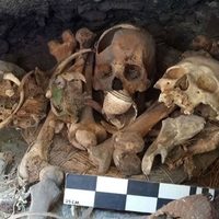 Hallan guacamaya momificada entre vestigios arqueológicos en cueva de Chihuahua