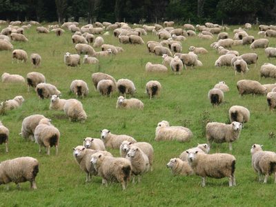 Fortalecerán el trabajo de más de 500 productores con proyectos ovino y caprino