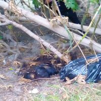 Hallan tres cadáveres embolsados junto a un canal en Cuautitlán Izcalli