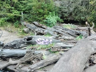 Indignación por una pintada sobre un tronco en la cascada de Ñivinco