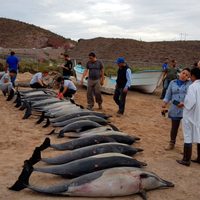 Mueren 20 de 54 delfines varados en Playa Salinita (Video)
