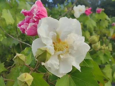 La planta cuyas flores cambian de color con las horas del día: pasa del blanco al rosa y luego fucsia