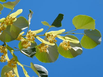 Guía completa para cultivar tilo en tu jardín y disfrutar de su aroma