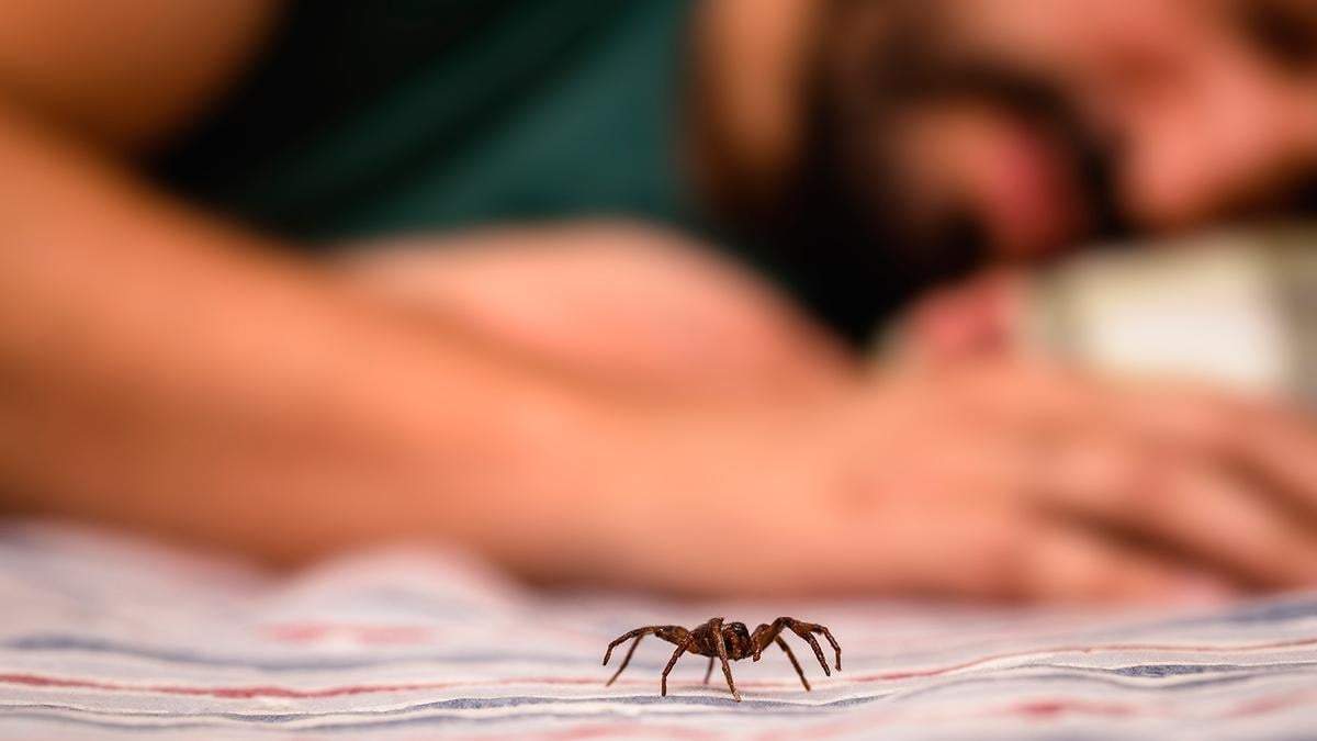 Araña. Fuente: (Instagram)