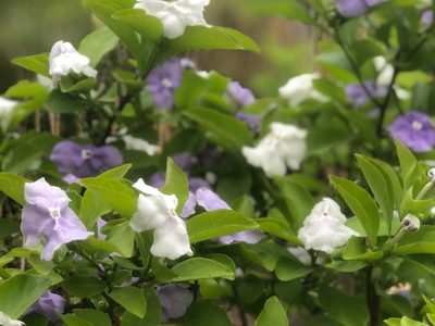 La planta más noble que crece en suelo o maceta y es perfecta para llenar tu jardín de color