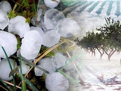 "Pérdidas millonarias": El efecto causado por el granizo en Río Negro