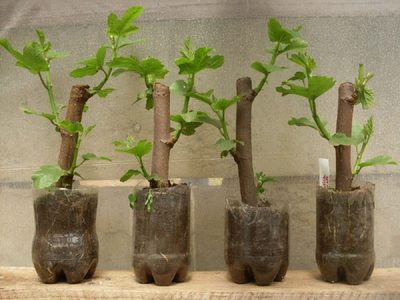 Multiplicá cualquier árbol o arbusto con esta técnica que los jardineros no quieren que sepas