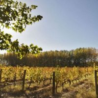 Inaugurarán un sistema de señales en Caminos del vino de Río Negro