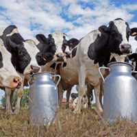 Leche y derivados: las cámaras tamberas de Buenos Aires solicitaron una audiencia