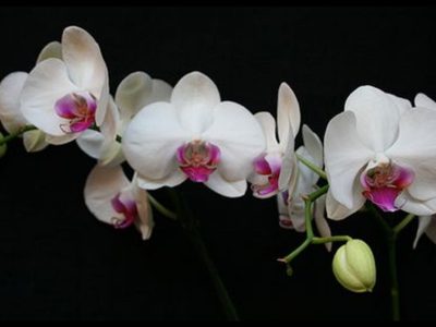 ¿Tenés orquídeas en casa? Así te pueden ayudar a encontrar el amor, según el Feng Shui