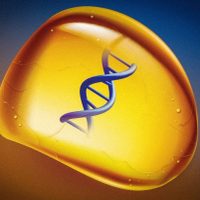 Crean un ámbar sintético para guardar ADN sin congelarlo
