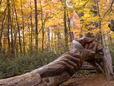 Bosque Tallado: un viaje entre arte y naturaleza a 1420 metros de altura