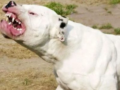 Dos hermanas de Cutral Co están graves luego de ser atacadas por un perro dogo