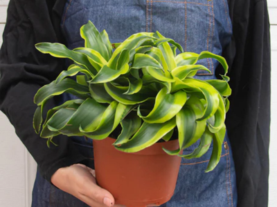La hermosa planta pequeñita que casi no tenés que cuidar y es tendencia en decoración