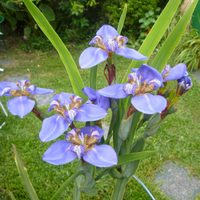La planta que "camina" y da hermosas flores: mirá cómo podés cultivarla fácilmente en tu casa