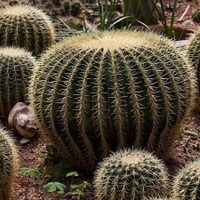 Suculentas: consejos para que el cactus erizo crezca fuerte y sano