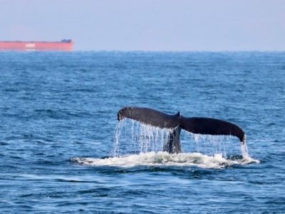 Las orcas siguen arrastrando sustancias tóxicas prohibidas hace décadas