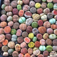 La planta más extraña que querrás tener en casa y te sorprenderá cuando llegue el otoño