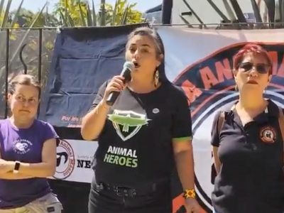 Exigen justicia para “Miel”, perra atacada con machete y cuchillos en Morelos