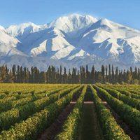 Por quinto año cae la facturación del vino en Argentina