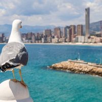Cinco curiosidades sobre las gaviotas que te sorprenderán