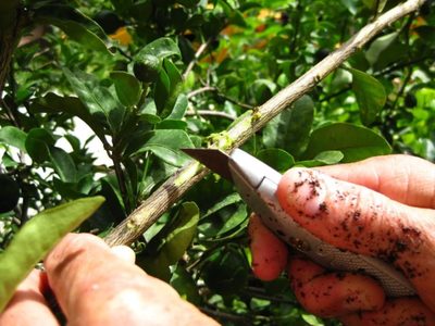 La técnica secreta de los jardineros para reproducir cualquier árbol y no fallar en el intento