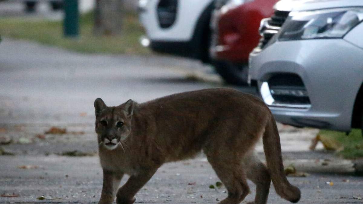 Puma en la vía pública. Fuente: (Twitter)