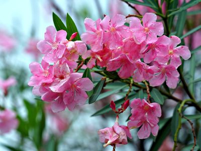 Qué plantar en el mes de noviembre para que tu jardín se mantenga con flores todo el verano