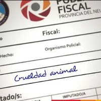 Allanaron la vivienda del hombre que circulaba con su perro atado al paragolpes del auto