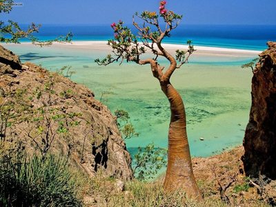 La isla extraterrestre: tiene una gran variedad de especies exóticas