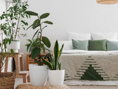 La planta que tiene grandes beneficios para ayudarte a dormir mejor y quizá ni lo sabías