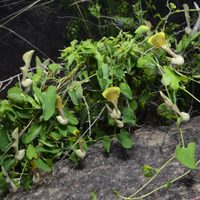 El truco de los jardineros para reemplazar el césped en esos lugares donde no crece en tu jardín
